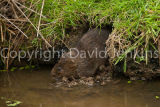 Water vole