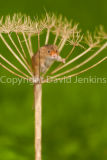 Harvest mouse