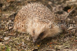 Hedgehog