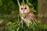 Tawny owl