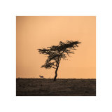 Sunset over the Savannah
