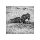 Warthog Face Off