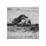 Warthog Faceoff Study 2