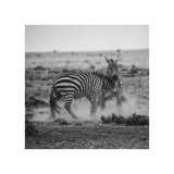 Zebras Fighting