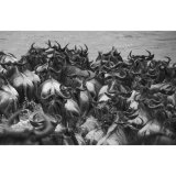 Wilderbeast Frenzy