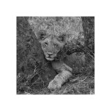 Lion Cub relaxing, Study 1