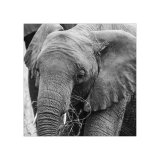 Elephant Study 1