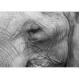 Elephant Study 2