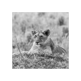 Lion Cub relaxing Study 2