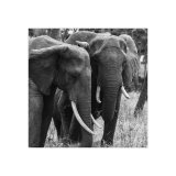 Elephant Study 3