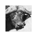 Buffalo Study 1