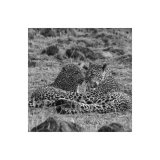 Mother & Child, Leopard Study 1