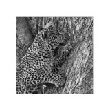 Leopard Study 2