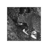 Leopard Study 3