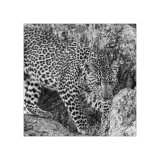 Leopard Study 4