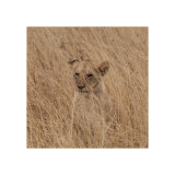 Lion Cub relaxing, Study 2