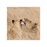 Lion Study 1