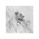 Lion Study 2