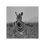 Zebra Study 1