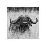 Buffalo Study 2