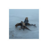 Driftwood