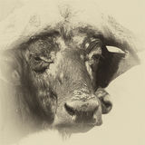 African Buffalo G