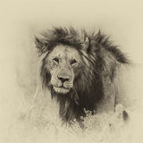King of the Beasts