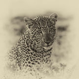 Juvenile leopard in the wild