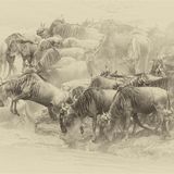 Wilderbeast crossing
