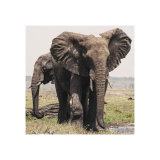 Elephant study 1