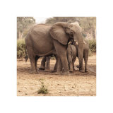 Elephant Study 2