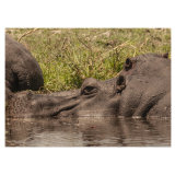 Hippo Study 2