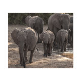 Elephant Study 3, Across the years
