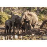 Elephant study 4, at the waterhole