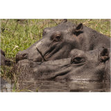 Hippo Study 3