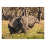Elephant on the Khwai River, Botswana