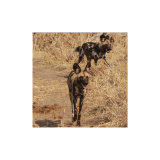 African Painted Dogs, Botswana