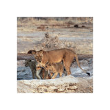 Mother & Cubs, Savuti, Botswana