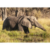 Elephant on The Manuchira Channel, River Khwai, Botswana