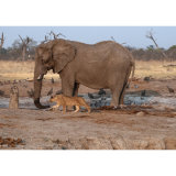 Sharing the Waterhole
