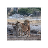 Lions at the Waterhole, Savute