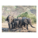 Congregating around a Waterhole fed by a tap, Savuti Marsh