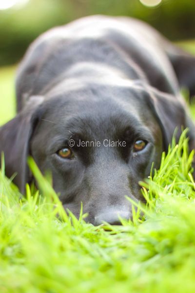G6. Labrador