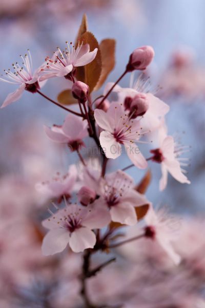 G3. Blossom