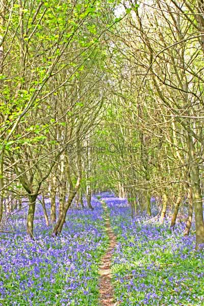 G1. Bluebell Woods