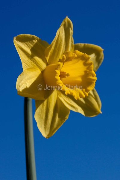 G4. Daffodil