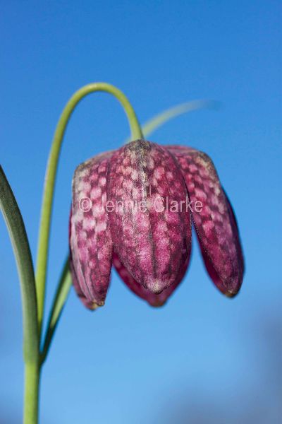 G12. Fritillary