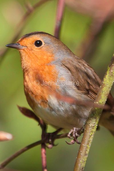 G2. Robin
