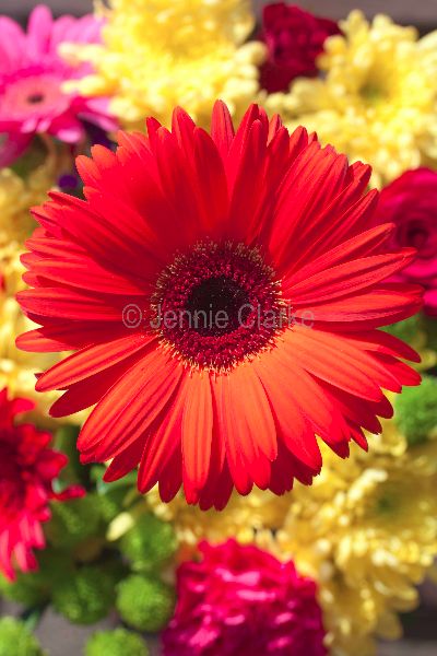 G5. Gerbera