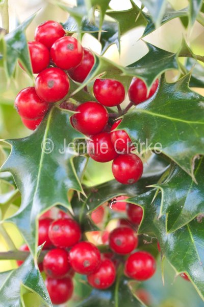 G9. Holly